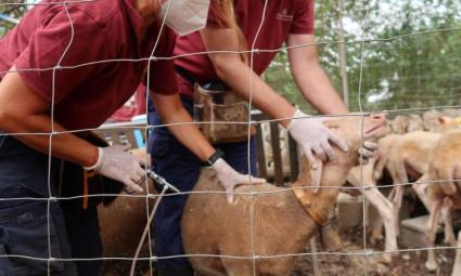 Sóller registra sis punts afectats per la llengua blava