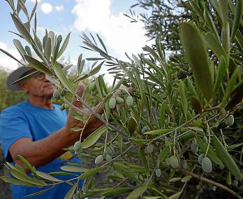 La cosecha de la aceituna para la mesa estarÃ¡ este aÃ±o alrededor de las 440.000 toneladas