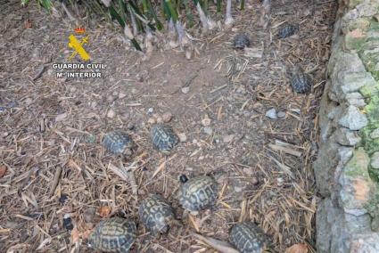 Ejemplares de tortuga europea intervenidas en una finca en Sant Llorenç des Cardassar.