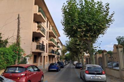 Un estudi conclou que s’han de talar 90 arbres malalts a Sóller