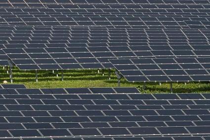 El Grup d'Ornitologia Balear ha presentat al·legacions contra el nou projecte per instal·lar una planta de producció d'energia fotovoltaica a la zona de Sa Caseta.