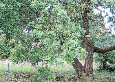 MALLORCA. AGRICULTURA. EL PRECIO QUE SE PAGA POR LA ALGARROBA NO CUBRE LOS GASTOS DE PRODUCCION.