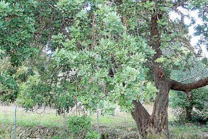 MALLORCA. AGRICULTURA. EL PRECIO QUE SE PAGA POR LA ALGARROBA NO CUBRE LOS GASTOS DE PRODUCCION.