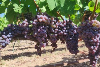 La DO Binissalem apunta a una campanya de bona qualitat de raïm, encara que amb una possible reducció de la producció en determinades varietats.