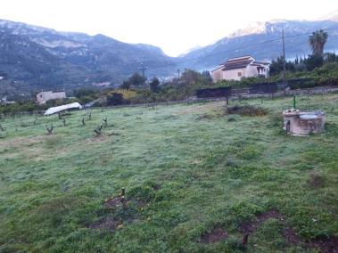 Arrabassen els tarongers de més de 50 horts per sembrar arbres nous