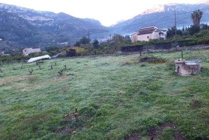 Arrabassen els tarongers de més de 50 horts per sembrar arbres nous