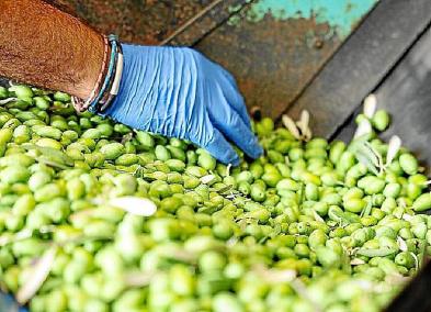 La collita de l’oliva de Sóller, en greu perill per la sequera