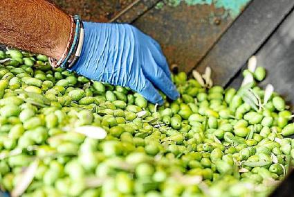 La collita de l’oliva de Sóller, en greu perill per la sequera