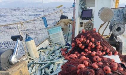 Arranca la temporada de pesca de la llampuga