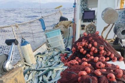 Arranca la temporada de pesca de la llampuga