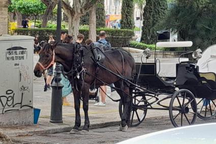 Imatge d'un cavall de galeres de Palma en plena temporada turística.