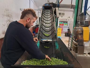 Les primeres partides d’oliva arribaren aquesta setmana a la Cooperativa.