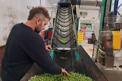 Les primeres partides d’oliva arribaren aquesta setmana a la Cooperativa.