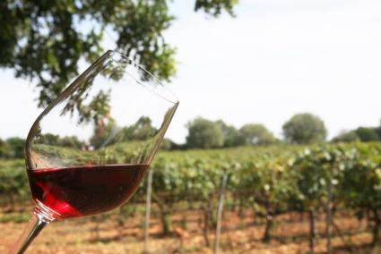 La producció de vi a les Balears ha aconseguit un total de 60.013 hectolitres aquest 2016.