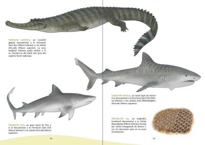 PALMA. FAUNA. Una obra muestra cÃ³mo eran la fauna y la flora de Balears desde hace 23 millones de aÃ±os.