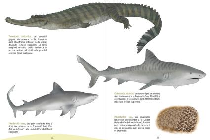 PALMA. FAUNA. Una obra muestra cÃ³mo eran la fauna y la flora de Balears desde hace 23 millones de aÃ±os.