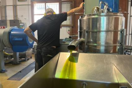 La Cooperativa de Sóller comença a produir oli