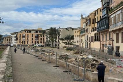 Els bellaombres de la plaça Llorenç Villalonga de Palma han quedat completament arrasats.