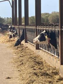 Més per Menorca demana explicacions pel retard en el pagament de les ajudes del sector lacti.