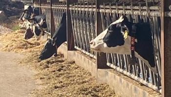 Més per Menorca demana explicacions pel retard en el pagament de les ajudes del sector lacti.