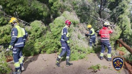 Els Bombers de Mallorca han hagut de fer nombroses intervencions per la caiguda d'arbres.