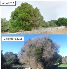 Imatge facilitada per la Conselleria en la qual es pot observar l’evolució d’un ullastre afectat per la bactèria.