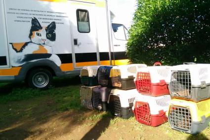 Unitat mòvil d'esterilització de Baldea, associació que té conveni per sanar moixos amb diversos ajuntaments de Mallorca.