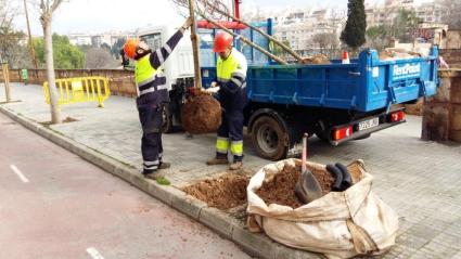 Cort preveu sembrar més de 1.000 arbres en la campanya de reposició d’enguany.