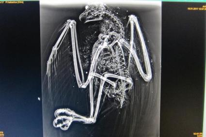 Àguila Peixetera trobada morta aquesta setmana a Palma.