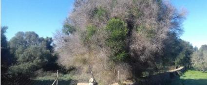 El Col·legi Oficial de Biòlegs de les Balears fa pública la seva posició de suport a Medi Ambient