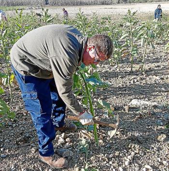 El Govern elimina del Gorg Blau la planta invasora 'Nicotiana glauca'