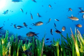 MANU SANFÃLIX /CSIC