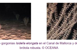 Troben a les Balears un bosc de coral bambú, una espècie en perill crític d'extinció