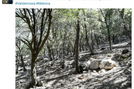 Adverteixen del «greu problema» que suposa la població de cabres salvatges a Mallorca