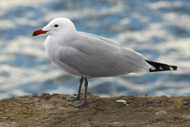 La gavina roja manté la seva colònia de cria a la Dragonera