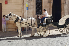 Els cavalls fan molts quilòmetres cada dia: amb passatgers i cercant-ne. També s'hi ha de sumar el recorregut des dels estables (molts a la zona de Sant Jordi).