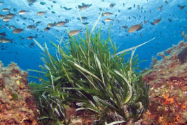 Vidal promet fer feina en els espais marins protegits de les Balears