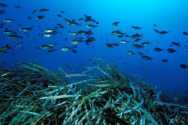 El Govern diu que el decret de la posidònia «no pretén protegir, sinó regular».