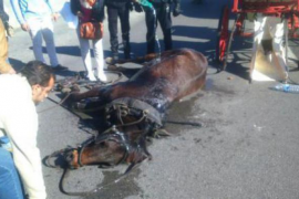 Cort farà analítiques de sang als cavalls de les galeres de Palma