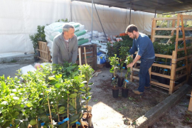 La detecció de Xylella a Alacant posa en perill el projecte de renovació d'horts