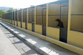 «Son Reus acaba essent el botxí dels animals abandonats»