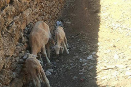 [VÍDEO] Denuncien la incompetència de les autoritats en un cas de maltractament animal