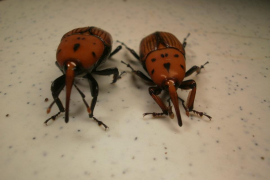 Dos exemplars de l'escarabat becut vermell, procedents de la palmera afectada de Sóller