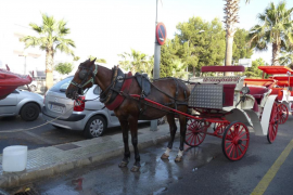 Esquerra Unida denuncia l’explotació reiterada dels cavalls de les galeres de Palma