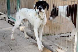 Campanya crowfunding per construir un refugi per als 16.000 animals abandonats
