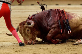 Cort recorrerà la sentència del contenciós presentat per la Fundación Toro de Lidia