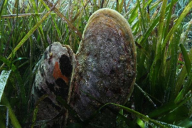 El Govern adverteix que la recol·lecció de nacres és delicte