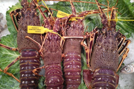 Opmallorcamar premiarà qui compri peix balear de qualitat