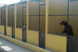 Augmenten les adopcions de cans i moixos a Son Reus