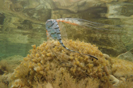 Publicat, per primera vegada, el registre d’observacions de peixos rars de les Balears  